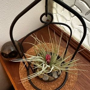 🌿 Air Plant Arrangement 🌿